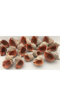Gongaz Deniz Kabuğu 7-8 cm