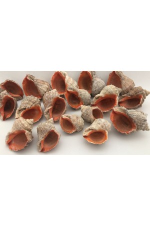 Gongaz Deniz Kabuğu 7-8 cm