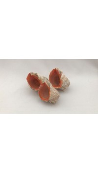Gongaz Deniz Kabuğu 4-5 cm