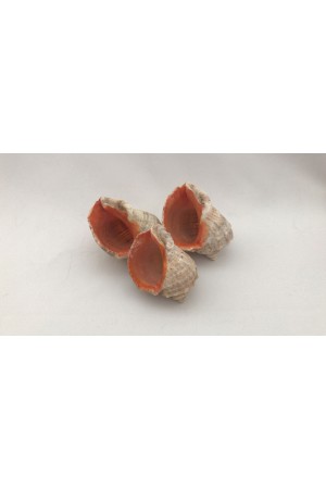 Gongaz Deniz Kabuğu 4-5 cm