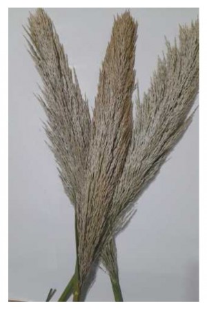 Pampas 3 Adet