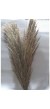 Pampas 3 Adet