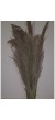 Pampas 3 Adet