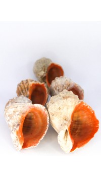 Gongaz Deniz Kabuğu 3-4 cm