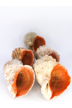 Gongaz Deniz Kabuğu 3-4 cm